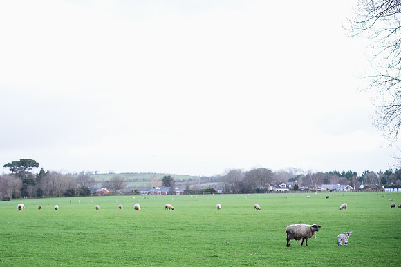 Lambing Season